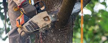 How Our Tree Care Process Works  in  Lancaster, CA